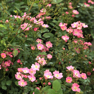 Розовая  более бледными нижними лепестками - Парковая кустовая роза 